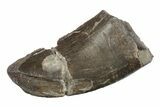 Rare, Serrated, Megalosaurid (Marshosaurus) Tooth - Colorado #245950-1